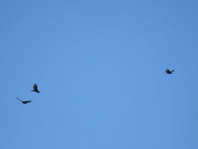 turkey vulture BRD4083.JPG