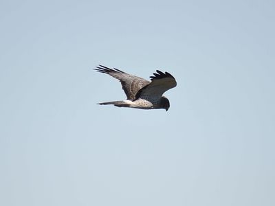 northern harrier BRD4078.JPG