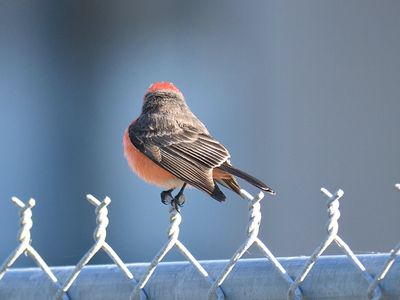 vermilion flycatcher BRD4042.JPG