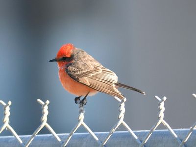vermilion flycatcher BRD4043.JPG