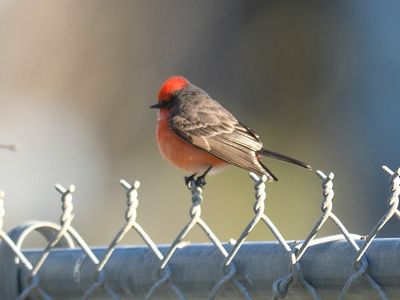 vermilion flycatcher BRD4048.JPG