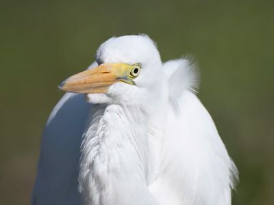 great egret BRD4141.JPG