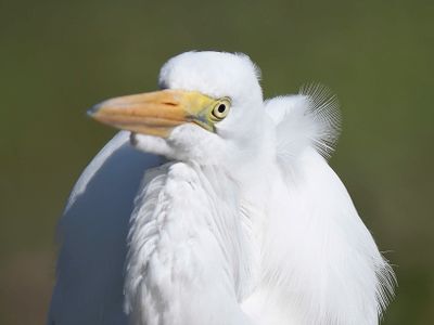 great egret BRD4142.JPG
