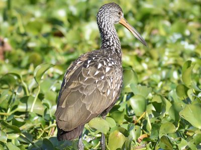 limpkin BRD4088.JPG