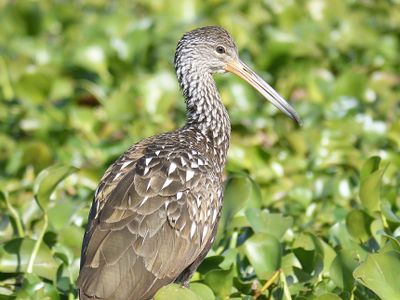 limpkin BRD4089.JPG