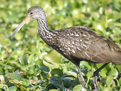 limpkin BRD4094.JPG