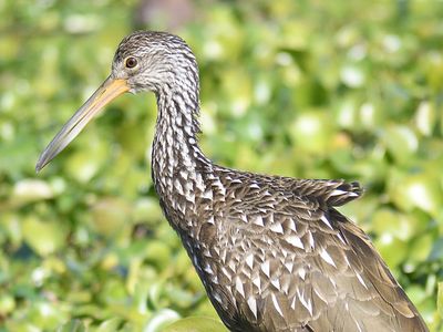 limpkin BRD4098.JPG