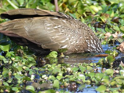 limpkin BRD4104.JPG