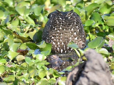limpkin BRD4110.JPG