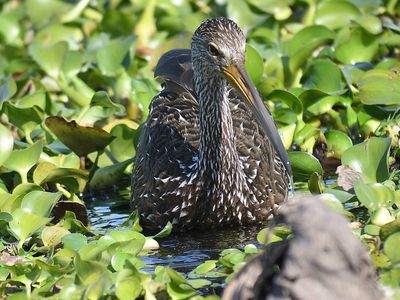 limpkin BRD4115.JPG