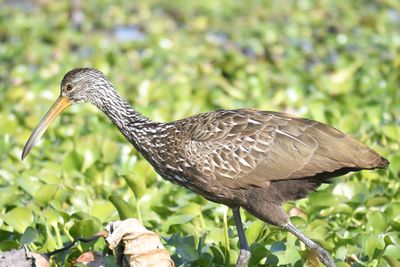 limpkin BRD4128.JPG