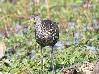 limpkin BRD4136.JPG