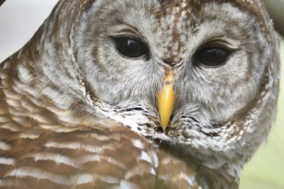 barred owl BRD4194.JPG