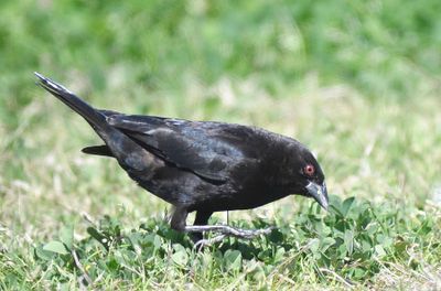 bronzed cowbird BRD4162.JPG