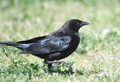 bronzed cowbird BRD4183.JPG