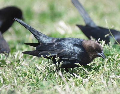 brown-headed cowbird BRD4166.JPG