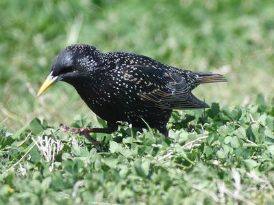 european starling BRD4178.JPG