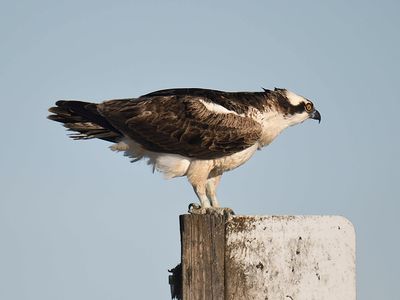 osprey BRD4151.JPG