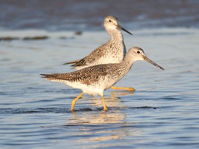 greater yellowlegs BRD4200.JPG