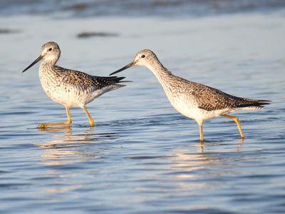 greater yellowlegs BRD4202.JPG