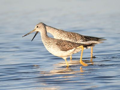 greater yellowlegs BRD4203.JPG