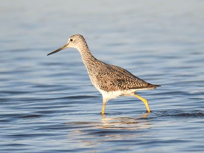 greater yellowlegs BRD4204.JPG