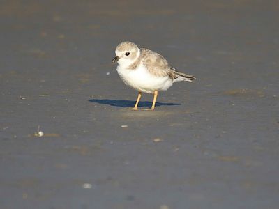 piping plover BRD4225.JPG