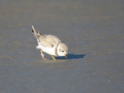 piping plover BRD4229.JPG
