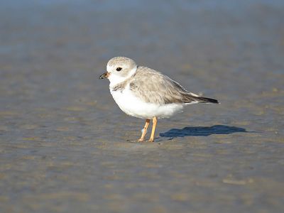 piping plover BRD4235.JPG