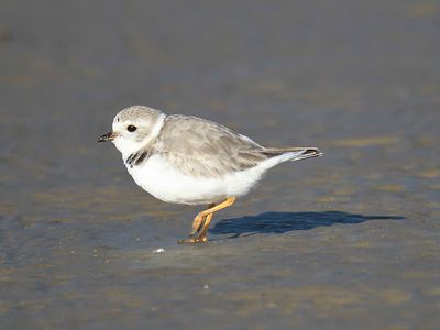 piping plover BRD4236.JPG
