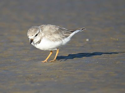 piping plover BRD4238.JPG