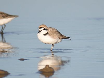 snowy plover BRD4211.JPG