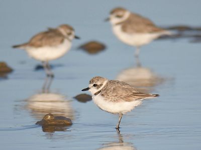 snowy plover BRD4213.JPG