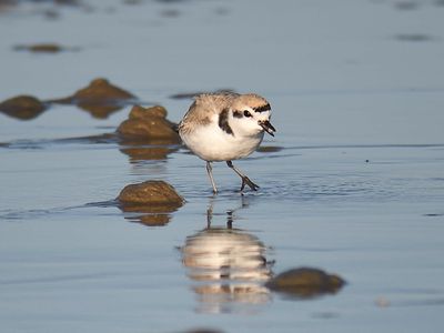 snowy plover BRD4216.JPG