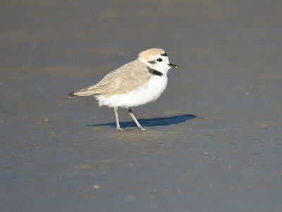 snowy plover BRD4232.JPG