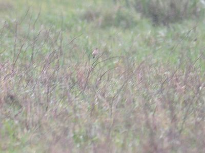 amur stonechat BRD4256.JPG