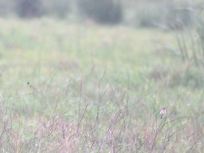 amur stonechat BRD4258.JPG