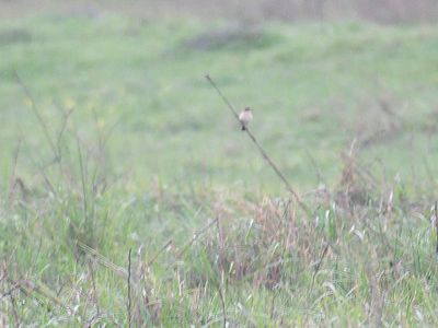 amur stonechat BRD4264.JPG