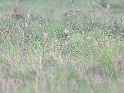 amur stonechat BRD4267.JPG
