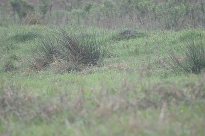 amur stonechat BRD4274.JPG