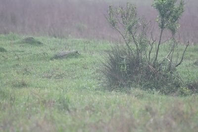 amur stonechat BRD4277.JPG