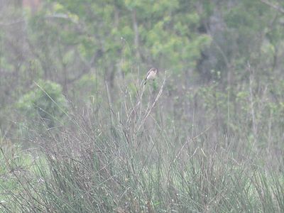 amur stonechat BRD4279.JPG