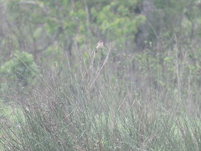 amur stonechat BRD4280.JPG