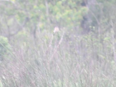 amur stonechat BRD4281.JPG