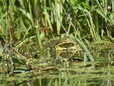 bullfrog BRD4307.JPG