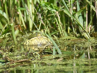 bullfrog BRD4312.JPG