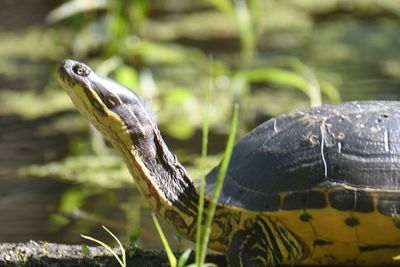 chicken turtle BRD4313.JPG