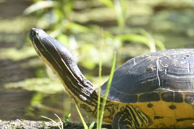 chicken turtle BRD4315.JPG