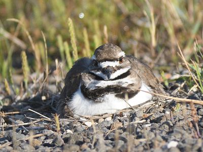 killdeer BRD4297.JPG