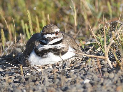 killdeer BRD4300.JPG